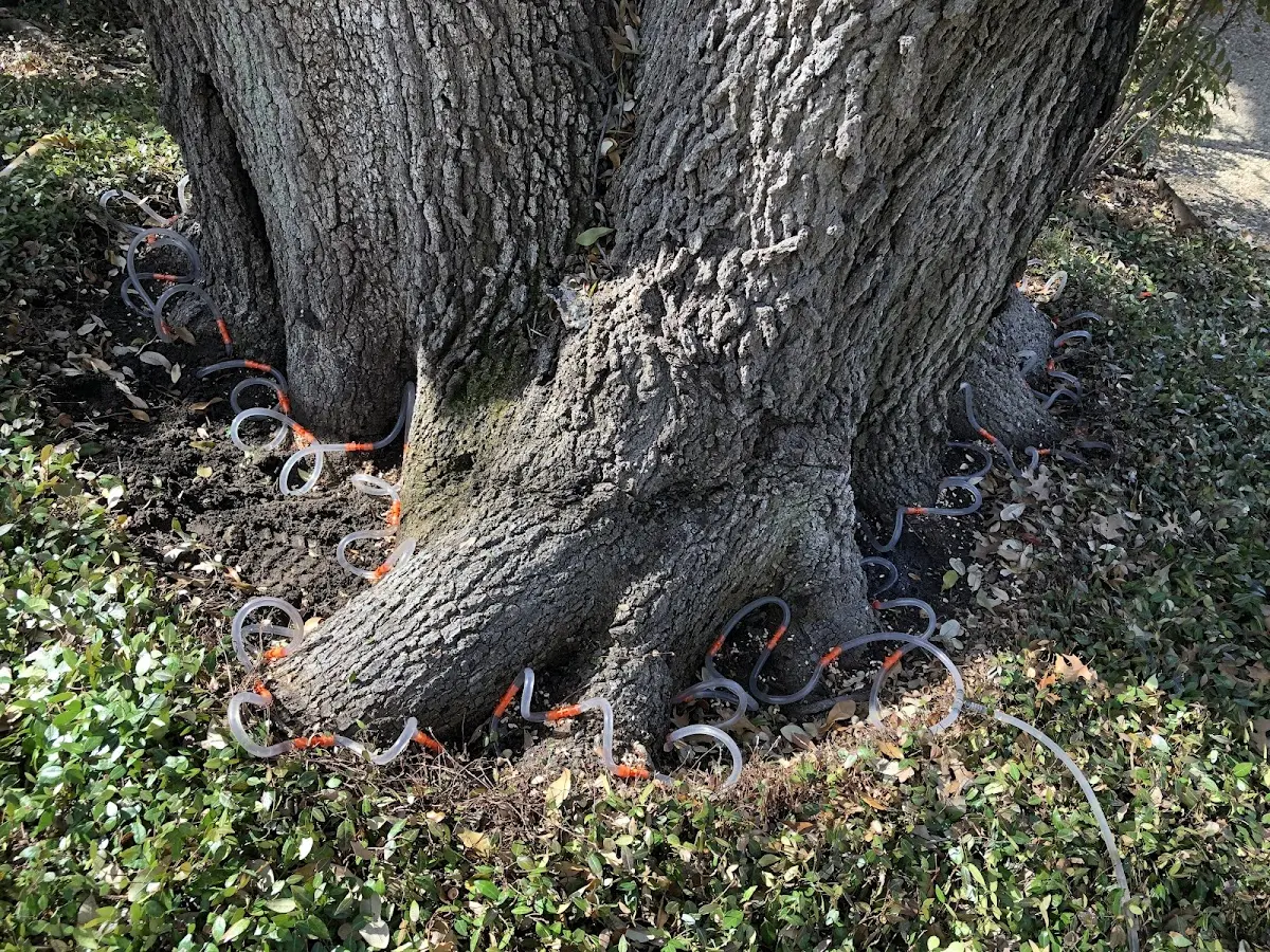 Detailed Tree Cabling and Bracing job site in Uxbridge