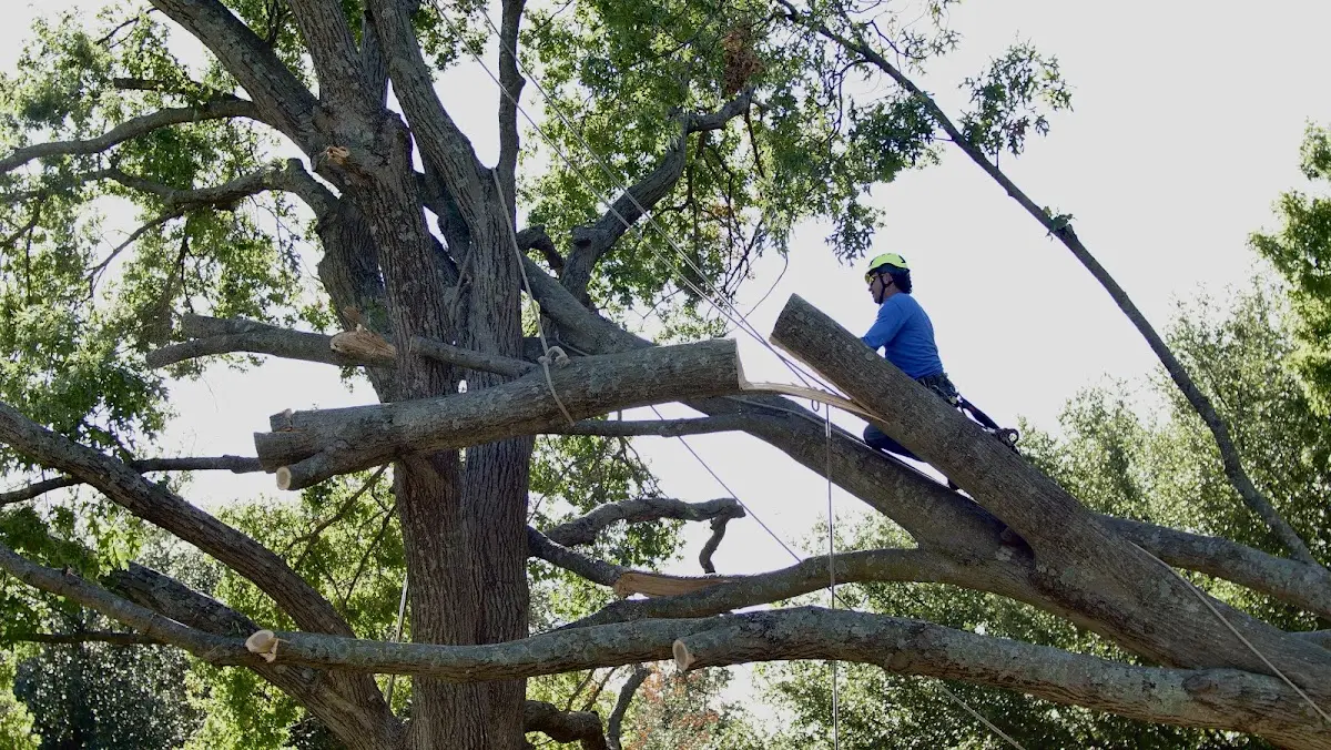 Professional Crown Thinning performed by certified arborists in Uxbridge