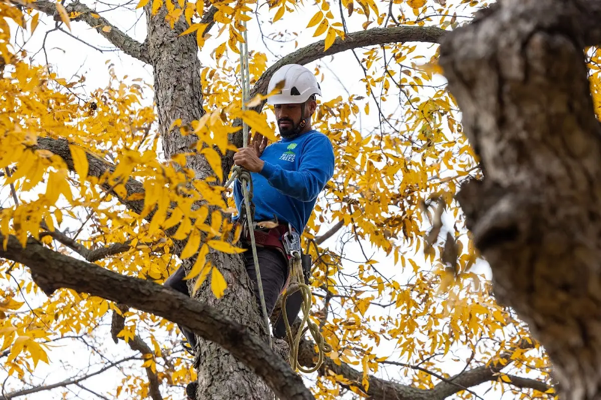 Skilled Tree Planting crew working in Uxbridge